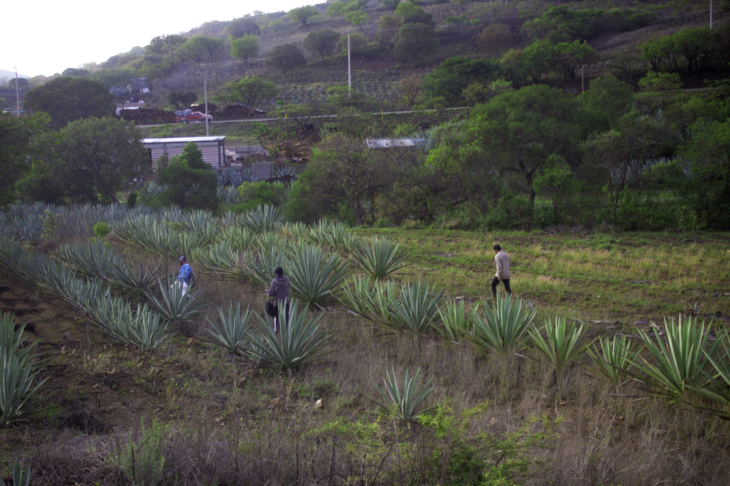 siembradeagave