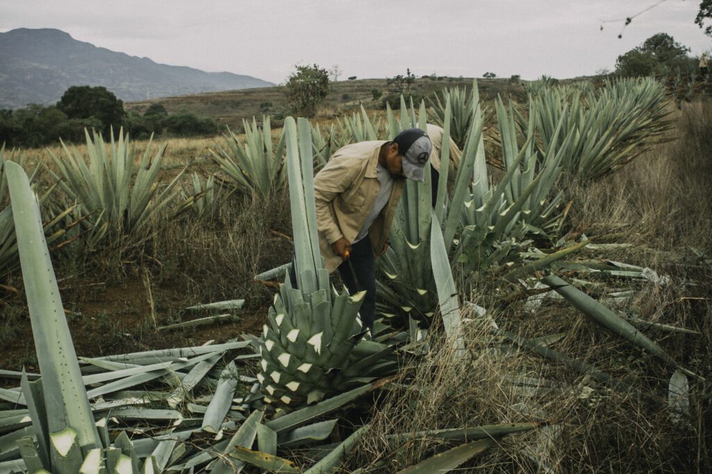 agavemezcaltresdamas