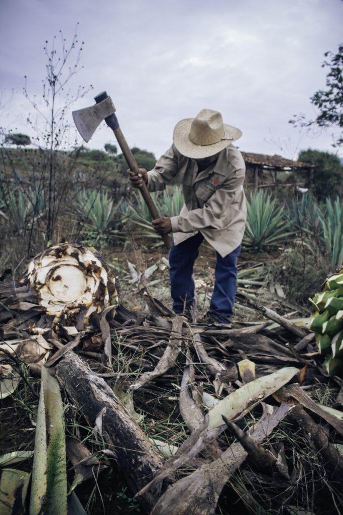 jimadeagave